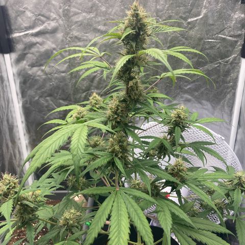 Blue Cheese growlog timeline photo