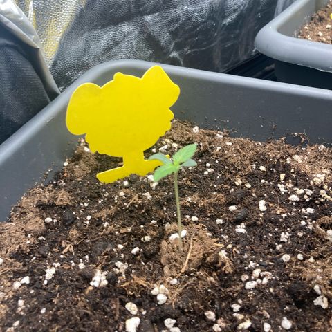 Blue Cheese growlog timeline photo