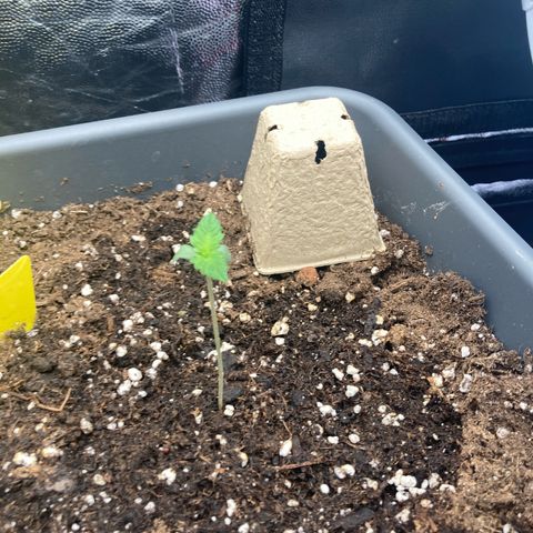 Blue Cheese growlog timeline photo