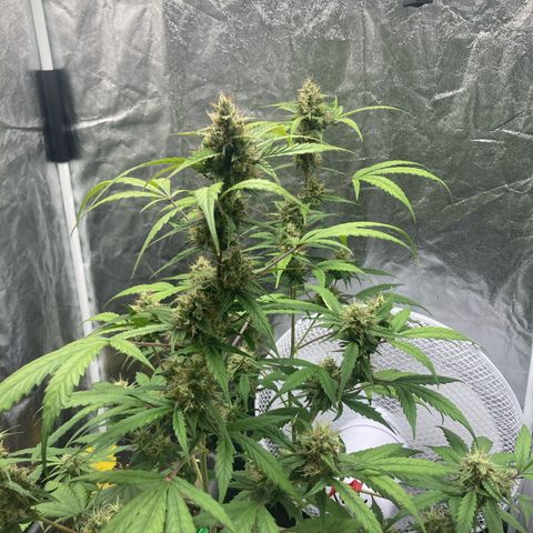 Blue Cheese growlog timeline photo