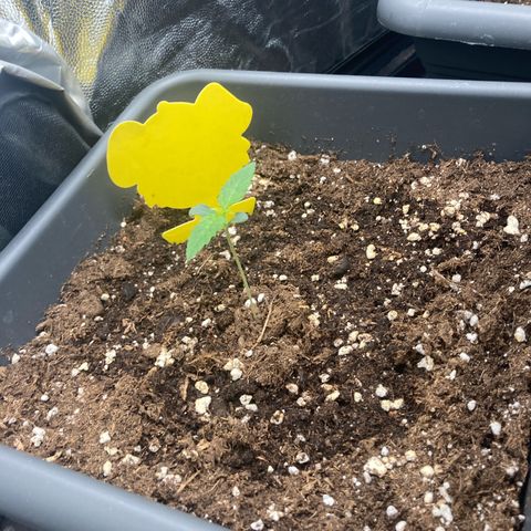 Blue Cheese growlog timeline photo