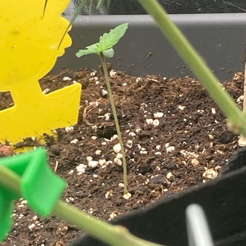 Blue Cheese growlog timeline photo