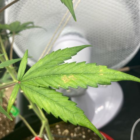 Blue Cheese growlog timeline photo