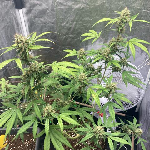 Blue Cheese growlog timeline photo