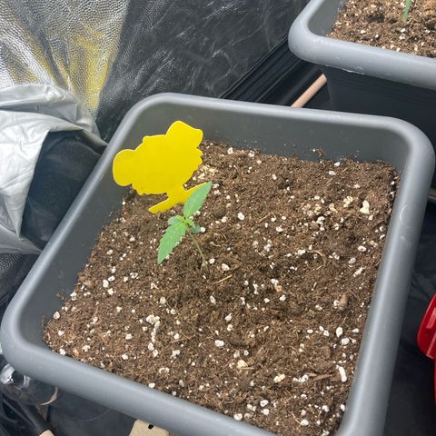 Blue Cheese growlog timeline photo