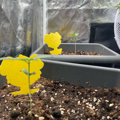 Blue Cheese growlog timeline photo