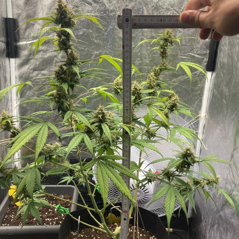 Blue Cheese growlog timeline photo
