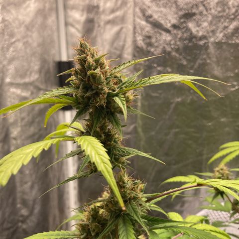 Blue Cheese growlog timeline photo