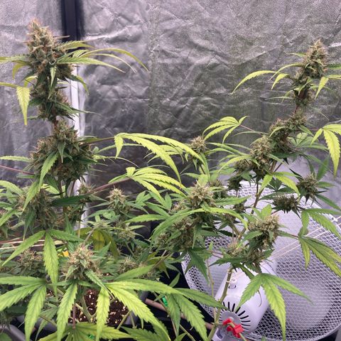Blue Cheese growlog timeline photo