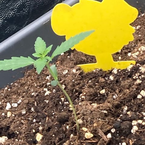 Blue Cheese growlog timeline photo