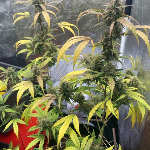 Blue Cheese growlog timeline photo