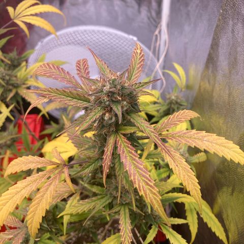 Blue Cheese growlog timeline photo
