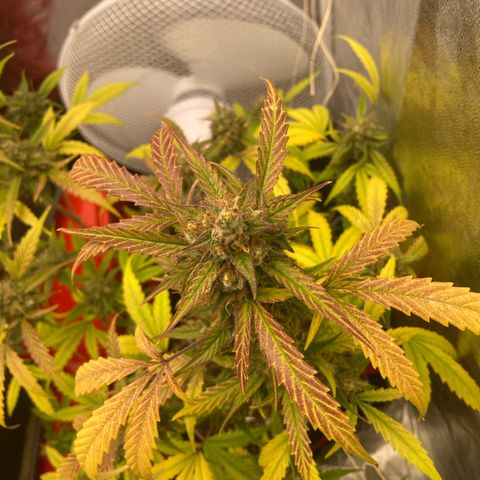 Blue Cheese growlog timeline photo