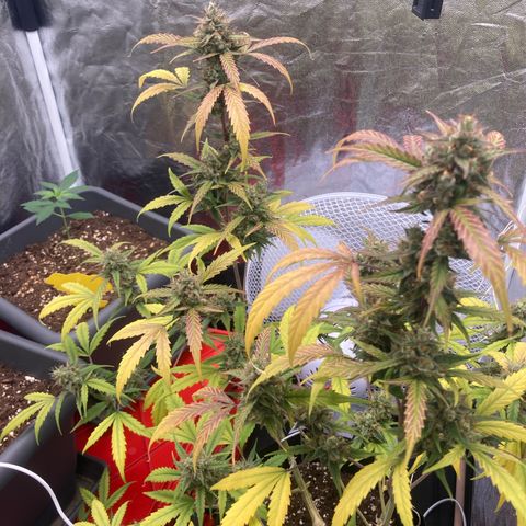 Blue Cheese growlog timeline photo