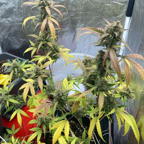 Blue Cheese growlog timeline photo