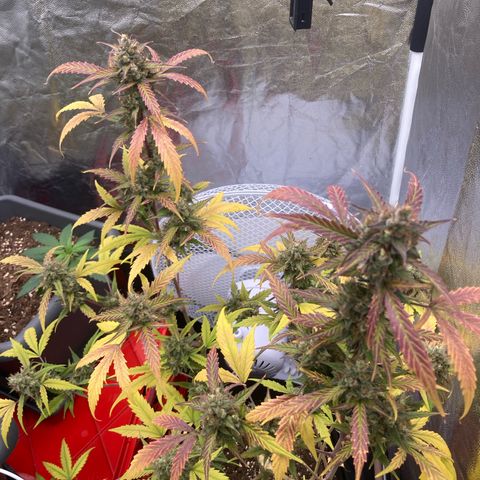 Blue Cheese growlog timeline photo
