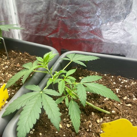 Blue Cheese growlog timeline photo