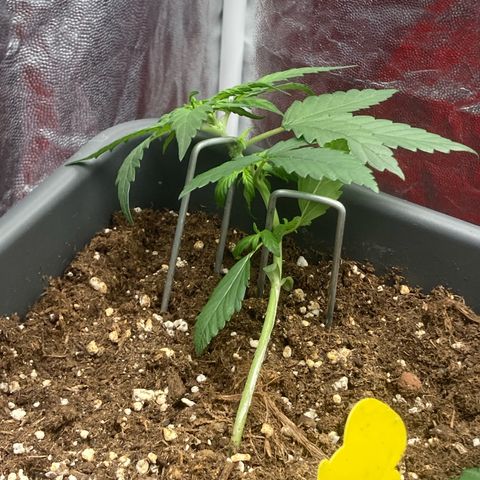 Blue Cheese growlog timeline photo
