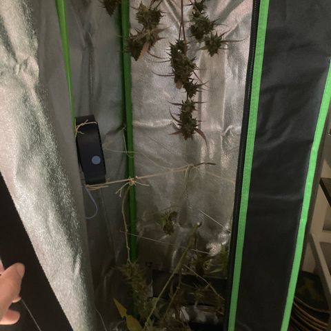 Blue Cheese growlog timeline photo