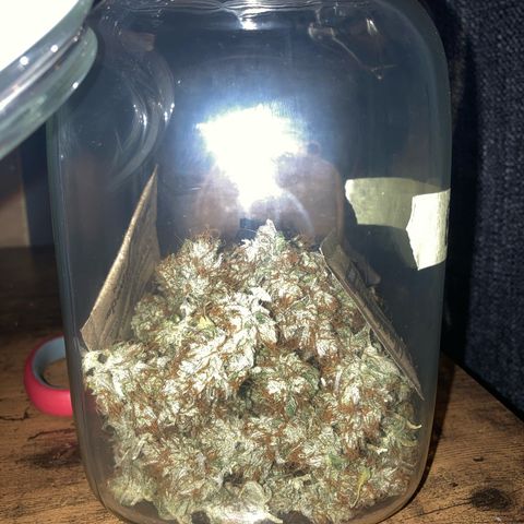 Blue Cheese growlog timeline photo