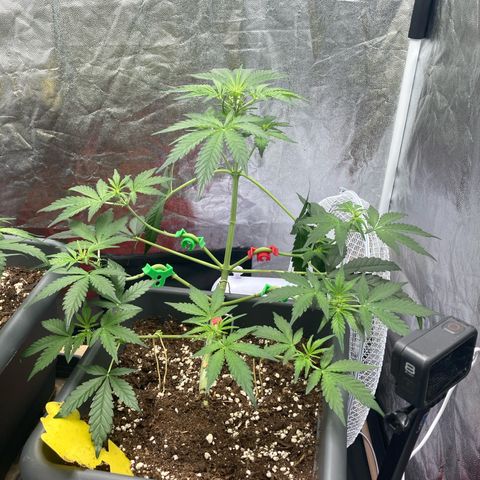 Blue Cheese growlog timeline photo