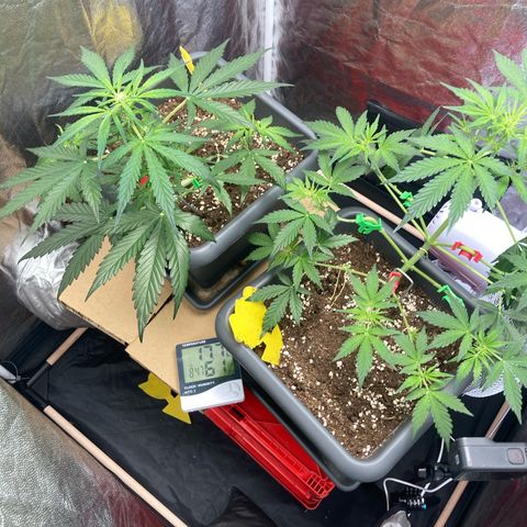 Blue Cheese growlog timeline photo