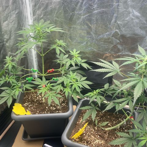 Blue Cheese growlog timeline photo