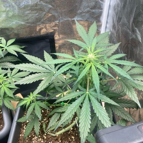 Blue Cheese growlog timeline photo
