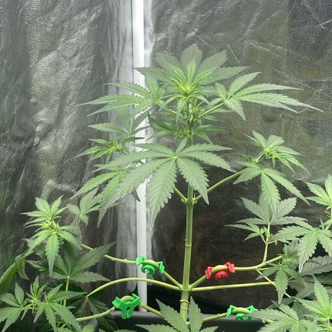 Blue Cheese growlog timeline photo