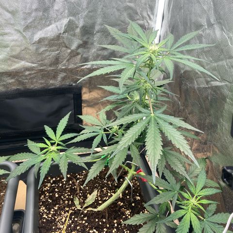 Blue Cheese growlog timeline photo