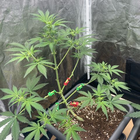 Blue Cheese growlog timeline photo