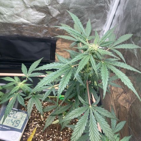 Blue Cheese growlog timeline photo