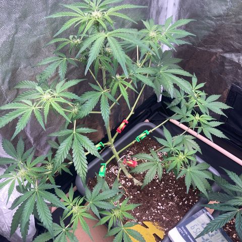 Blue Cheese growlog timeline photo