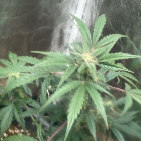 Blue Cheese growlog timeline photo