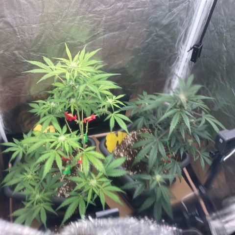 Blue Cheese growlog timeline photo