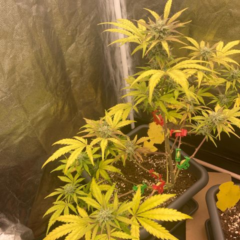 Blue Cheese growlog timeline photo