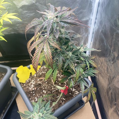 Blue Cheese growlog timeline photo