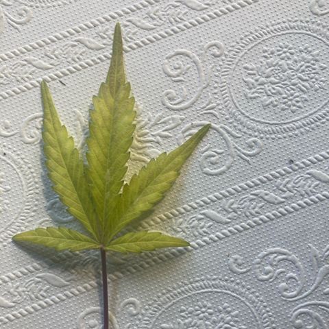 Blue Cheese growlog photo: Links deficiencies heute 2-2-1 und 1 calmag mal schaun was passiert