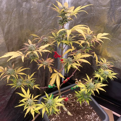 Blue Cheese growlog timeline photo