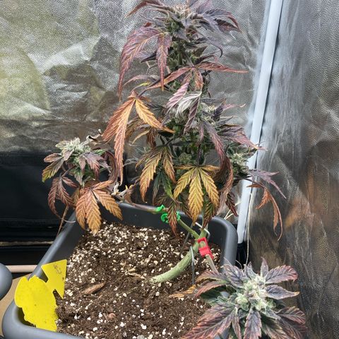 Blue Cheese growlog timeline photo