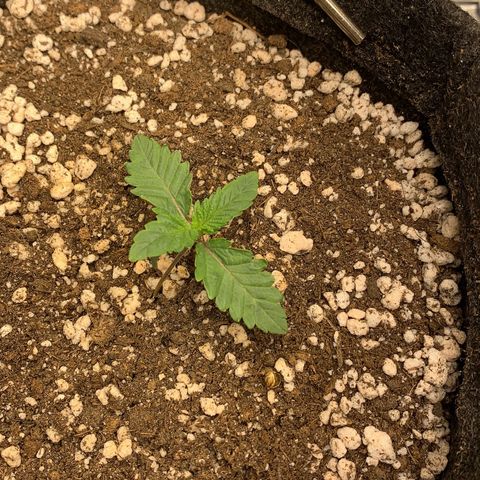 aufacia 24k gold growlog timeline photo