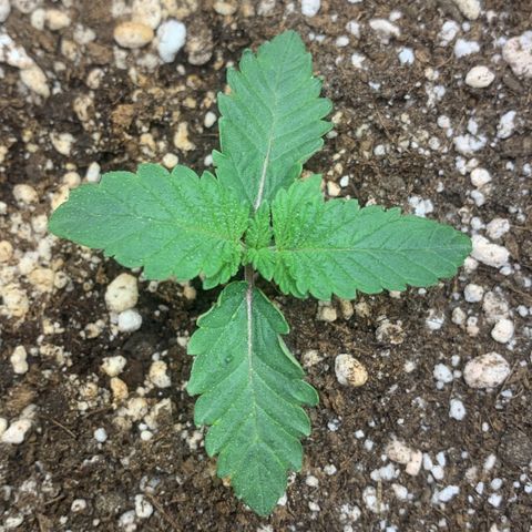 aufacia 24k gold growlog photo: 20 de fev 23:20