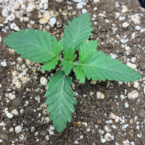 aufacia 24k gold growlog photo: estranho? não sei