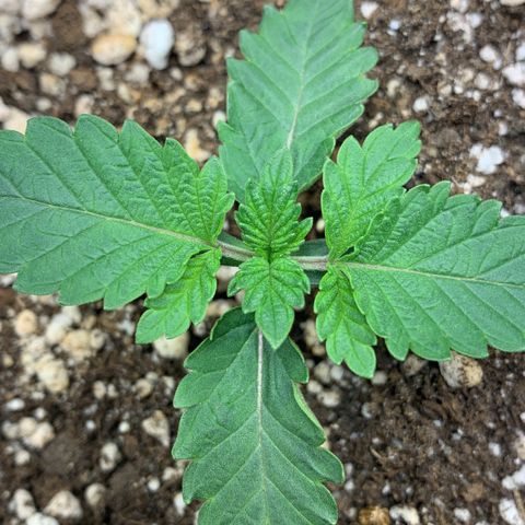 aufacia 24k gold growlog timeline photo