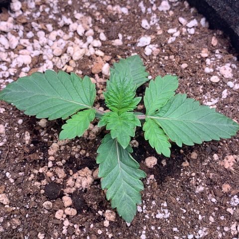 aufacia 24k gold growlog photo: 22 de fev / 21:58