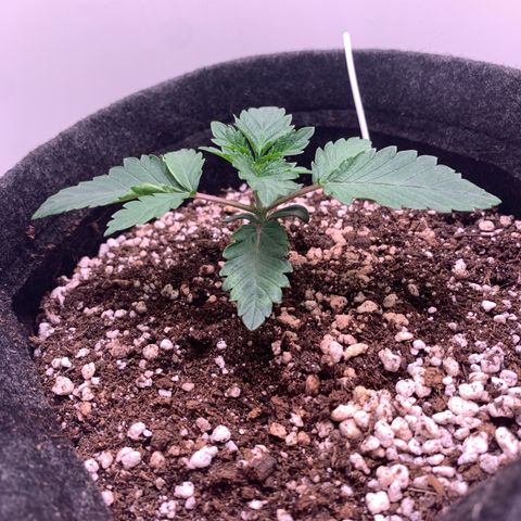 aufacia 24k gold growlog photo: 23 de fev / 21:49