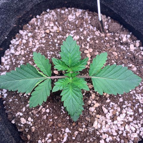 aufacia 24k gold growlog photo: 23 de fev / 21:49