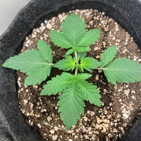 aufacia 24k gold growlog photo: 25 de fev / 17:24