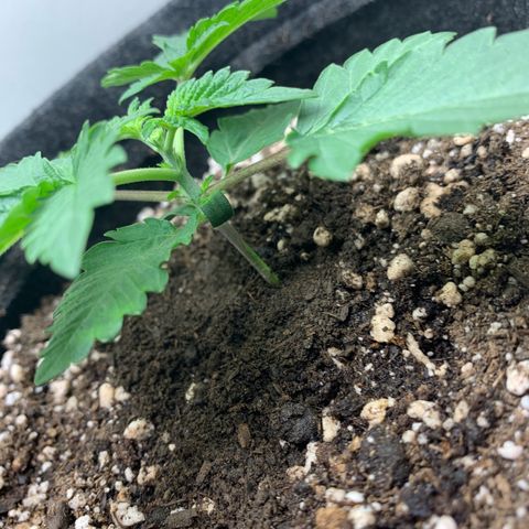 aufacia 24k gold growlog photo: 25 de fev / 17:24