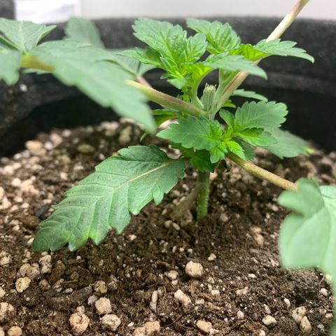aufacia 24k gold growlog photo: ATUALIZAÇÕES / 29 de fev / 22:01 

PODA TOP + SUPER CROPPING E FEITAS PEQUENAS AMARRAS